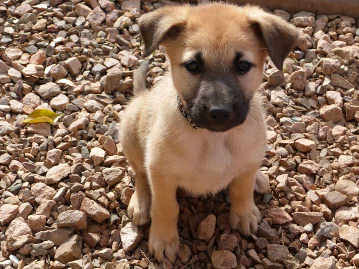 chinook dog